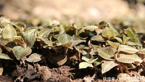  「利润」金线莲几万元一斤还供不应求，野生的很少见，人工种植
