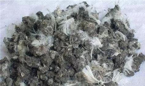  『植物』农村养花就是好，随手捡点肥，撒在花盆里，啥花都能养爆盆