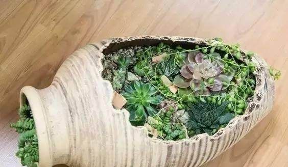  不慎|如果花盆不慎摔碎，也许能发现它的另一层美！