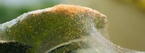  【清除】家里的盆栽植物也会感染红蜘蛛，要用什么方法来清除？