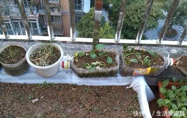  『邻居』邻居竟在楼顶搭建一个菜园，真让人哭笑不得，菜能吃吗？
