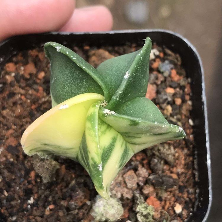  『近几年』近几年流行的多肉，像外星植物，喜欢的养起来！