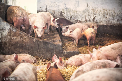  猪舍|养猪不再盖猪舍，这样建造猪棚，不仅成本低还干净卫生