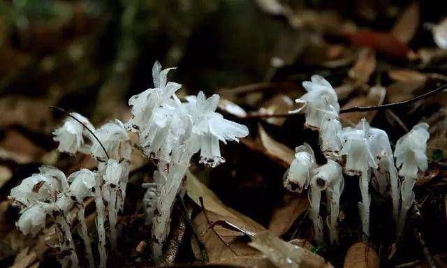  「冥界」传说中的，冥界四花，你知道是那四花吗？