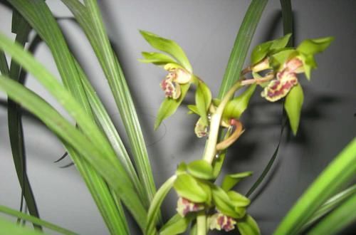  [花芽分化]蕙兰到底要不要低温春化？我的观点有些不一样，接受讨论