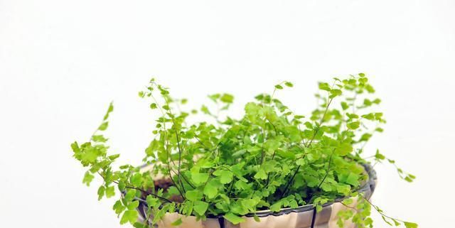  『低调』生命有技巧，蕨类植物作为盆景极其低调，你会欣赏吗？