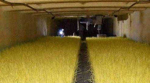  蒜黄@农民种植蒜黄，掌握适宜的生长条件，蒜黄才能长得好