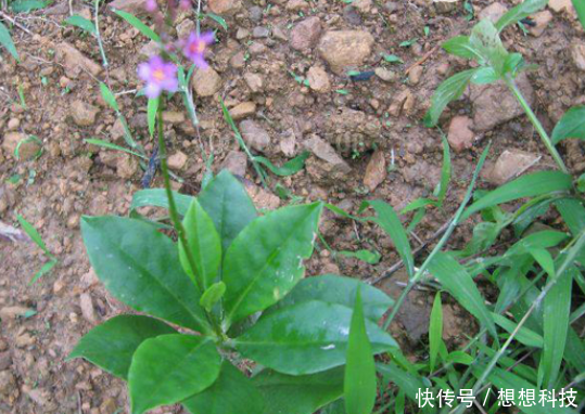 农村的土人参，曾是房屋边的杂草，嫩叶是上好野菜，根部价值更高