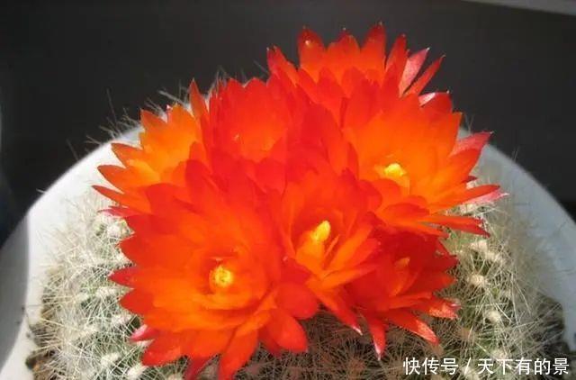『龙须海棠』剪花剑是多少养肉人的常规动作,如果你看到这五种,还会剪吗?