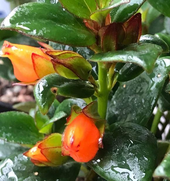  #植物#金鱼吊兰这样养,长成“老桩”,开满盆的“小金鱼”