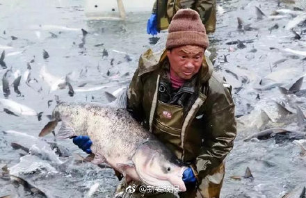 厉害！阜阳颍上八里河冬捕节正式开捕 78斤重“头鱼”拍得88万天