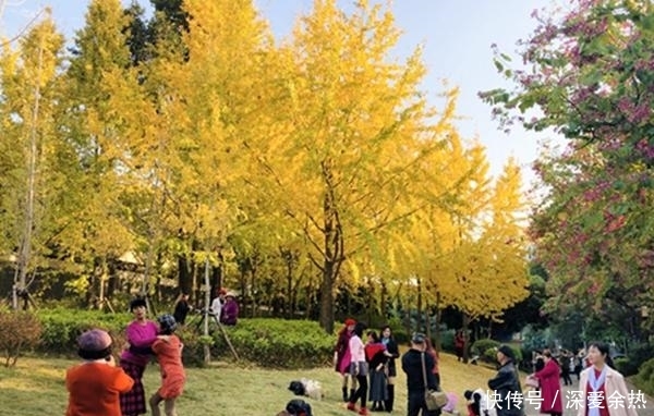 金暖初冬,这抹颜色惊艳了柳侯