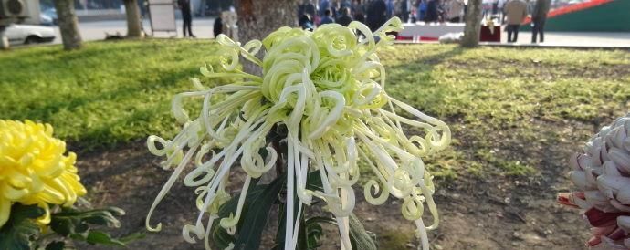  『腾飞』喜欢菊花，首选“珍品名菊”玉龙腾飞，似玉龙飞天，高贵典雅