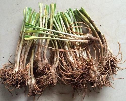  「越养越」阳台种韭菜，越养越细？赶快用上这几招，根根壮，像小葱一样