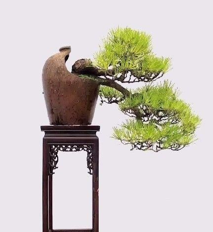  『路边』垃圾场和路边捡回来的破罐子，堆在花园里，没想到会这么美！