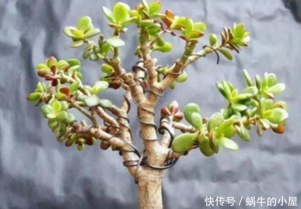『随便』这4种“盆栽”,客厅随便养,尤其是最后一种,寓意“招财”!