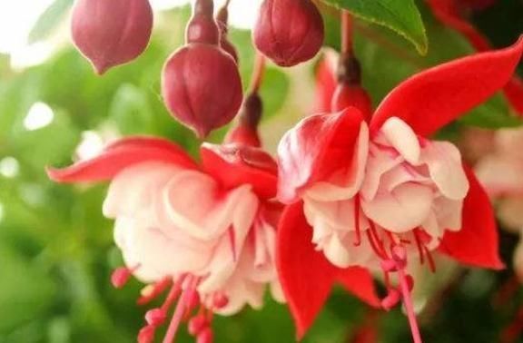  「花帘」倒挂金钟成“花帘”，就靠10天一口“它”，花儿蹿得快，盆盆爆满