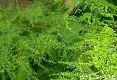  [技巧]家养文竹长势缓慢？学会这三个小技巧，轻松长出绿森林