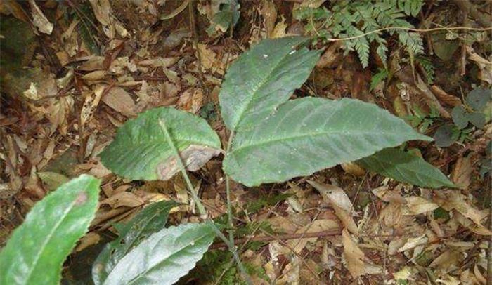 它叫“金线吊葫芦”，野草的一种，同时也是价值珍贵的中草药