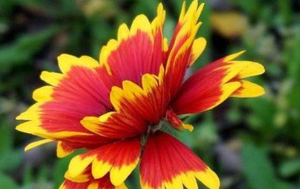  「养花」几种花好漂亮，四季开花倾国倾城，好养花量大，美爆阳台变成花园