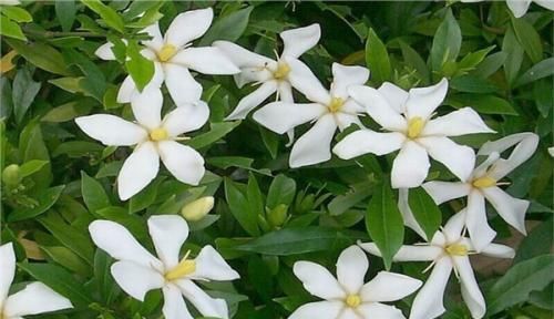  「栀子花」水培栀子花什么时候开，如何管理水培栀子花？一起来了解一下吧！