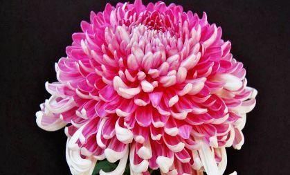 【试试】喜欢养花啊,那养这些花草试试,掐个枝沾土就能活,开花美艳迷人