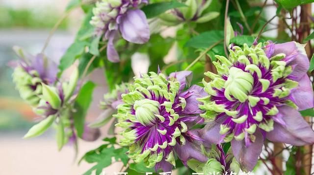  『铁线』铁线莲：韧如铁线，花开如莲，耐寒耐热，花园必备。