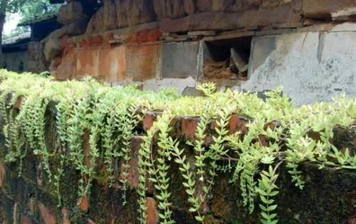 『杂草』这种植物被当作杂草处理,花店老板拔出30棵,一盆卖10元!