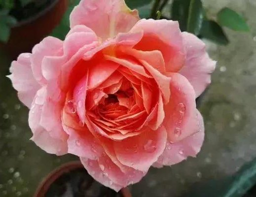  柔美■这些花美易爆盆的花卉，花色柔美，丢到小院成花海，四季开花不断