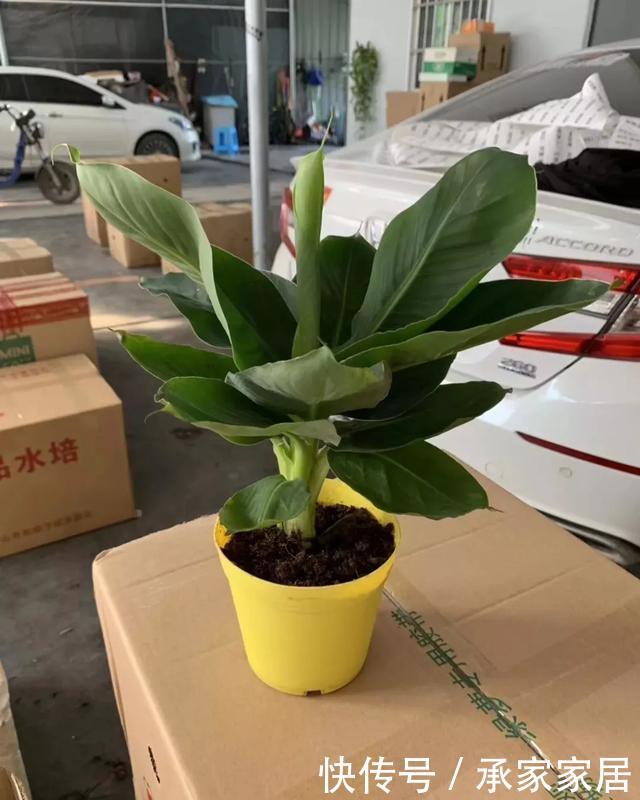 绿萝■能盆栽的迷你香蕉树,比绿萝还耐阴的花,叶子亮得像打蜡!
