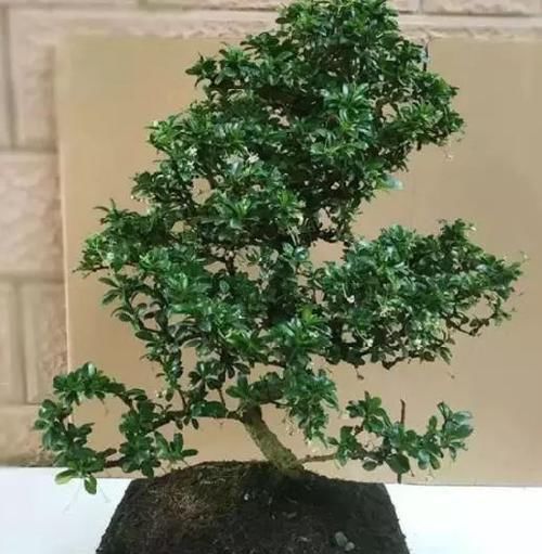 「细菌」细菌最“讨厌”3种植物,养“10盆”也不嫌多,能让家人更健康!
