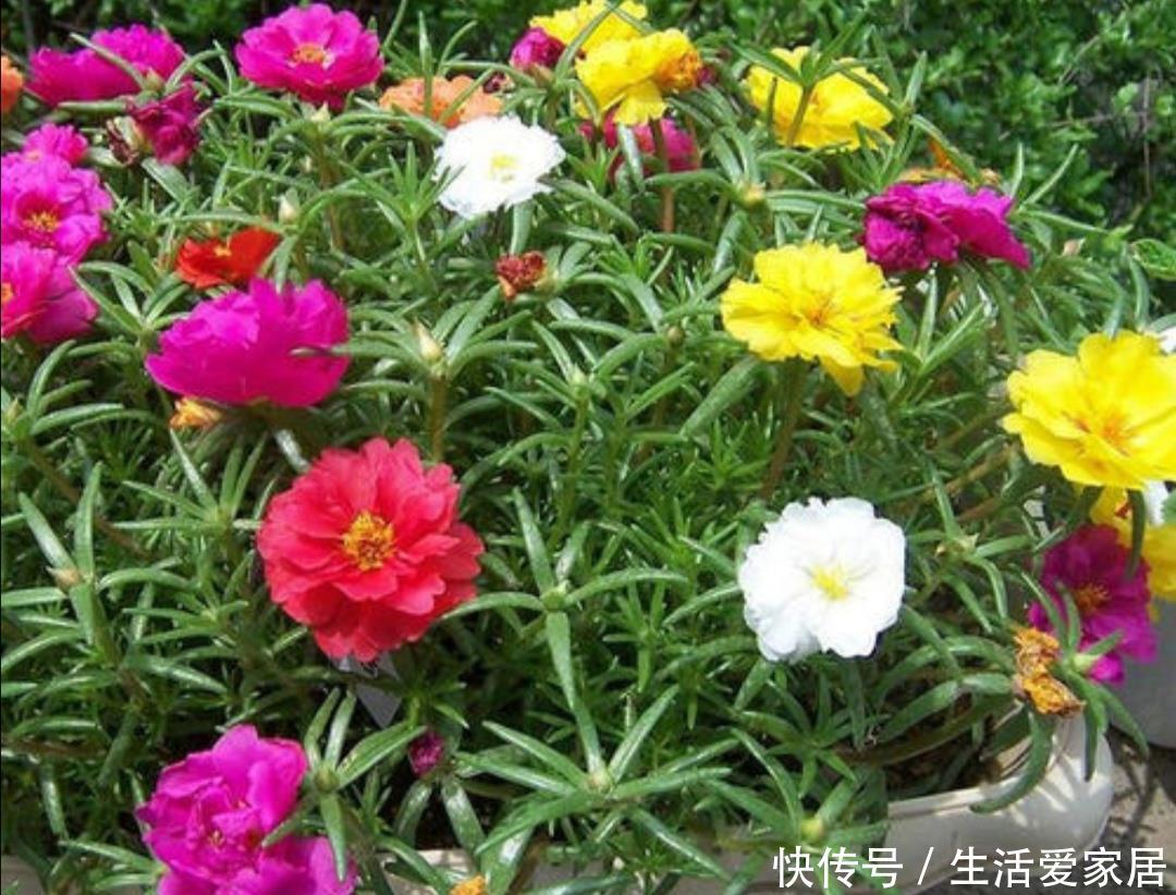  『促使植株』5月养太阳花，给它补充1种肥，花苞长更多，花开满盆