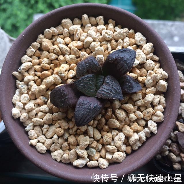  『植物』春天买的多肉植物们，花了几百块，不知道亏了吗
