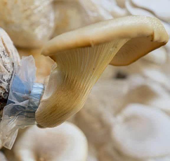 节食减肥很痛苦，三餐吃脂肪最怕的七种食物！一天瘦一斤没问题