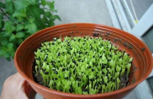  「能吃」用龙果种苗、开花的花朵直接炒蔬菜吃！没有别的吃的了吗？