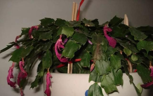  「发财树」这6种花，烂根先别扔，这样砍枝剥皮用水洗，15天长出新根侧芽