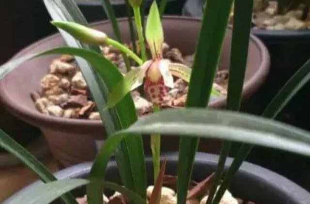 肥壮|它们是“天然”的有机肥,平时别扔了,用来养兰花,越长越肥壮!