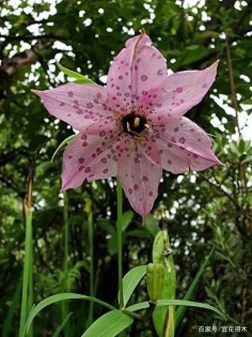  【传统】濒危物种｜百合是我国传统名花，您可见过开瓣豹子花？
