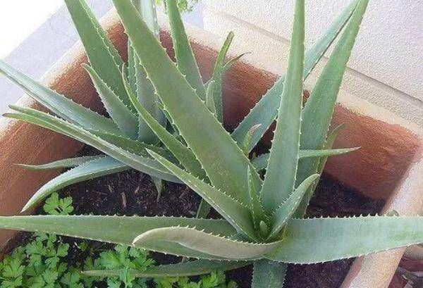 生长发育|农业:盆栽芦荟的管理