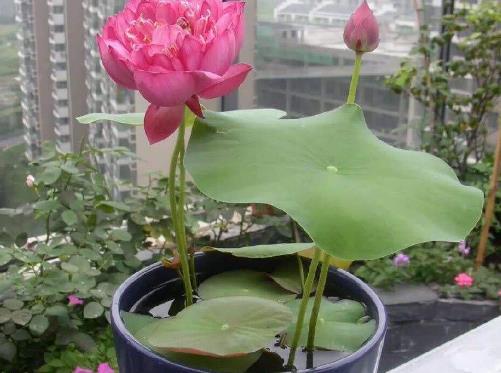『水桶』号称“水桶”的四种花草,浇水越多越会“疯长”,下雨不用往家搬