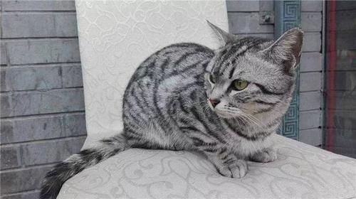 是什么品种的猫