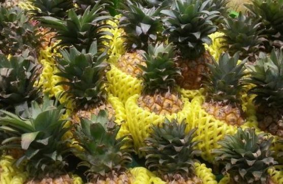  【营养】农民种植带刺的水果，味道酸甜营养高，其实植株全身是宝，很珍贵