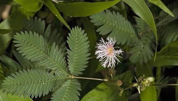  【美丽的花】在家里养的含羞草会开花吗？注意养护的事项，你就可以做到