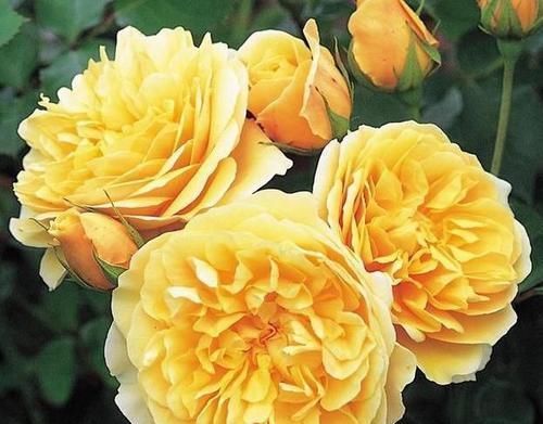  『艳丽』此花颜色异常艳丽，花期长，花味清雅，容易养成花海