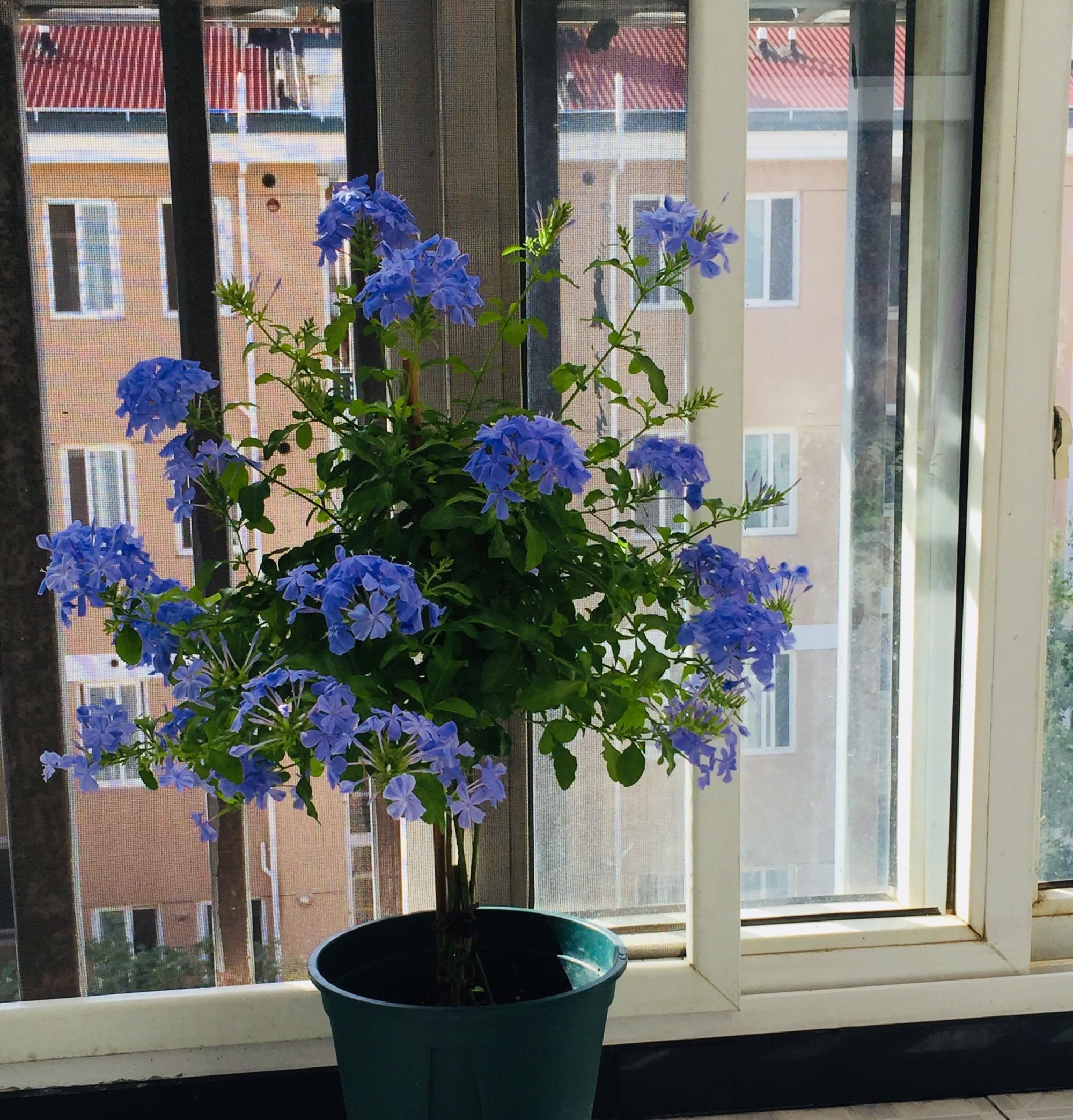  【植物】此绿植超耐热，天气越热，花开越多，花期超半年，能给你一片花海