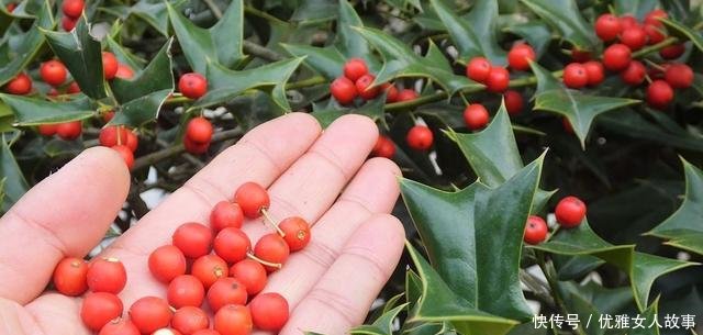  「老虎」它就是“老虎刺”，蛇见了都要躲着走，目前十分珍贵，遇见请珍惜！