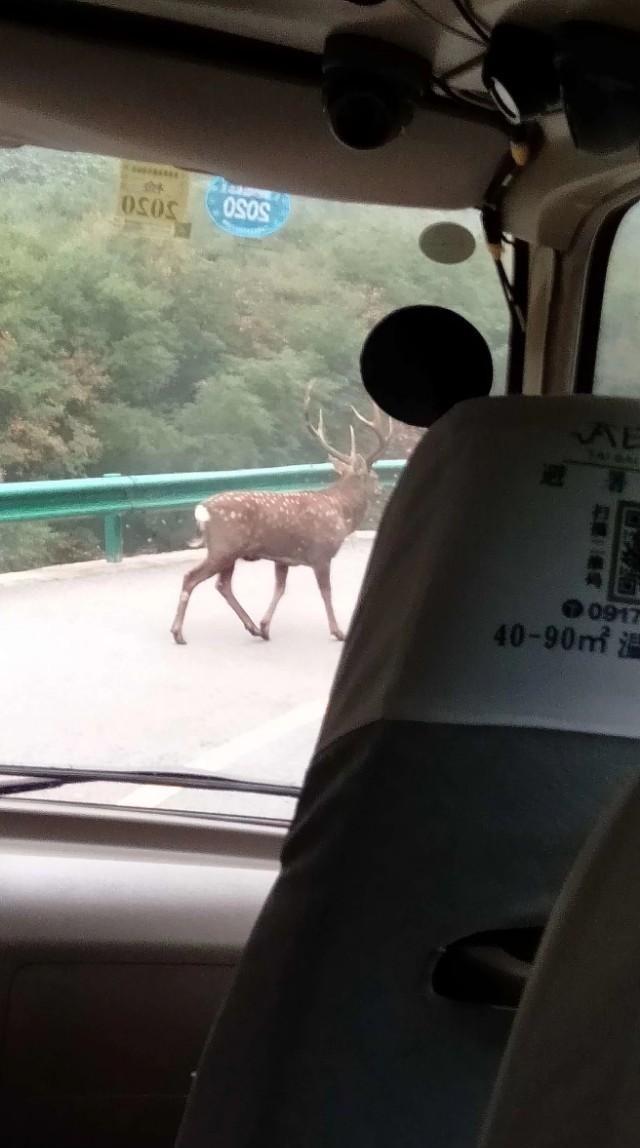 太白山景区多次惊现野生梅花鹿 引来游客驻足围观
