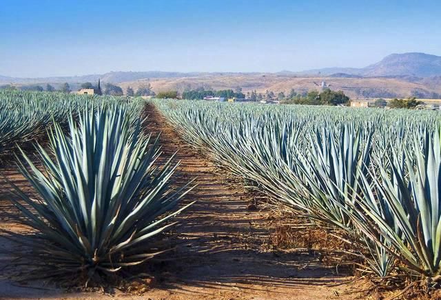  #果实#长得像菠萝，12年才能成熟，一颗果实重达百斤，酿成酒200元一瓶