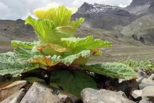 西藏旅行时见到路边的“大白菜”，为啥不能摘？摘了可能会出事