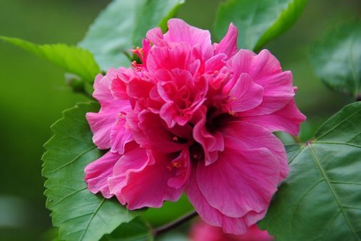  『美妙』喜欢在家养殖小花，就选这四款小花，花语美妙，开花后比香水还香